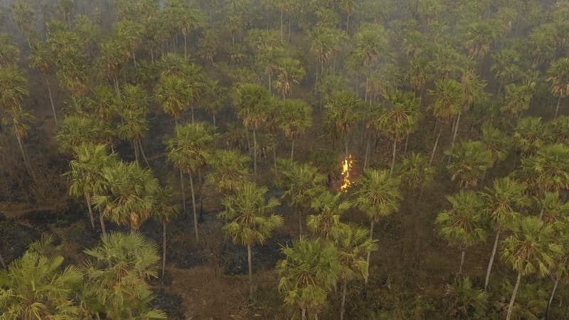 Feu de forêt, le 26 août 2019.