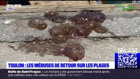 Var: les méduses sont de retour sur les plages