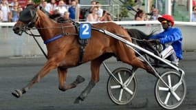 Gunilla d'Atout est la meilleure femelle de 3 ans actuellement