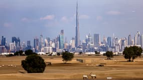 Des antilopes paissent dans le désert à proximité de la ville de Dubaï, aux Émirats arabes unis, le 4 janvier 2022 (photo d'illustration).