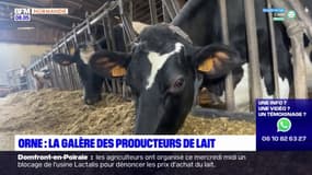 Orne: la galère des producteurs de lait