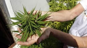 Vincent Peillon souhaite un débat sur la dépennalisation du cannabis
