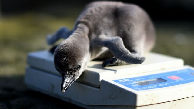 Un bébé manchot de Humboldt âgé de deux jours au zoo de Chester, le 5 avril 2016.