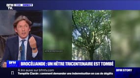 Tempête Ciarán: un hêtre tricentenaire est tombé dans la forêt de Brocéliande