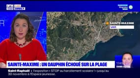 Var: un dauphin âgé de 20 ans retrouvé mort sur une plage de Sainte-Maxime