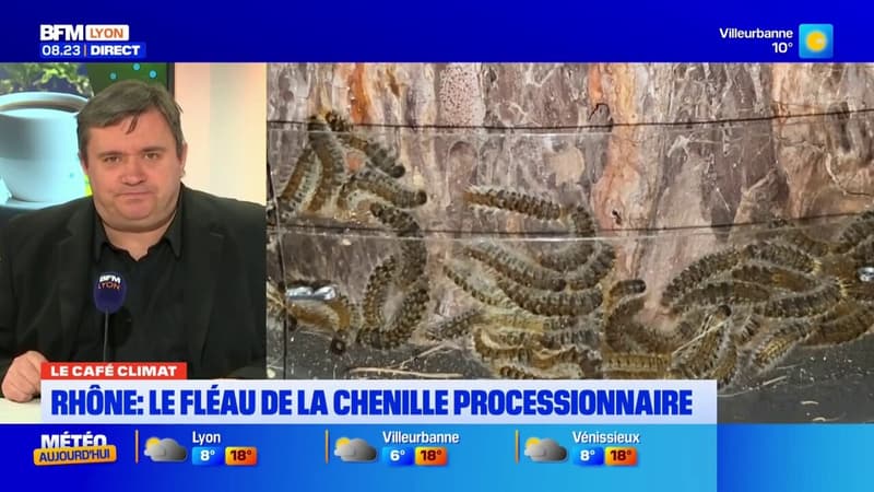 Café Climat : Le fléau de la chenille processionnaire