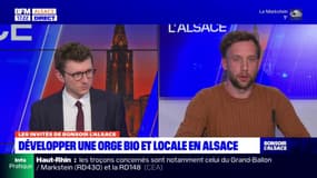 Développer une orge bio et locale en Alsace pour protéger la biodiversité