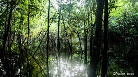 Amazonie, Brésil, Amérique latine, 2013.
