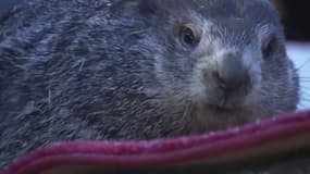 L'Amérique du Nord a honoré l'ancienne tradition du "Jour de la marmotte" ce dimanche 