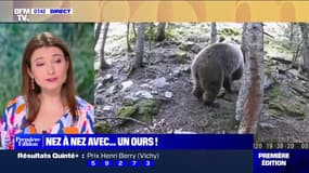 Le choix de Marie : Nez à nez avec... un ours - 04/05