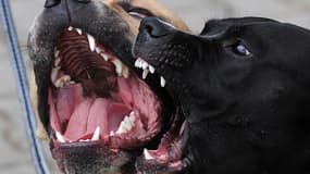 Les pitbulls "ont parfois des crises de folie et sont alors dangereux".