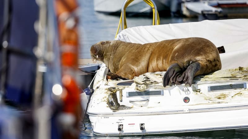 Le morse Freya, photographié en juillet 2022, est devenu une vedette estivale dans le fjord d'Oslo en Norvège.