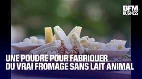  Une poudre pour fabriquer du vrai fromage sans lait animal 