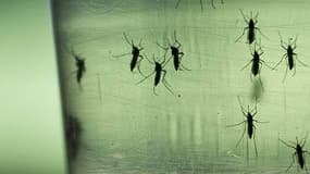 Le moustique-tigre peut transmettre la dengue, le chikungunya, mais également le virus Zika