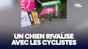 Cyclisme : Un chien rivalise avec les cyclistes sur une montée de 25 kilomètres