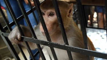 Un singe a été capturé après de plusieurs vols à l'étalage à Bombay - Inde - Vendredi 5 février 206