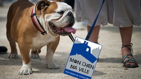 Quelle est la place du chien en ville?
