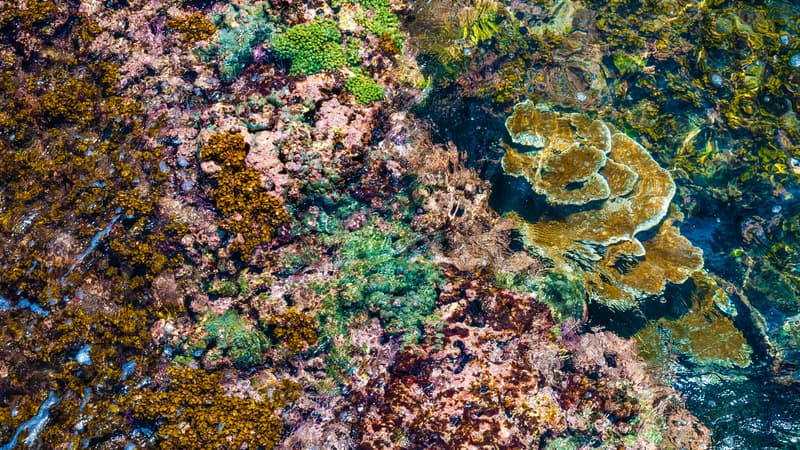 "Stress thermique", "maladies"... Dans les Caraïbes, le nombre de coraux a diminué de 48% en moins d'un demi-siècle