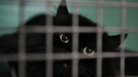 Un chat est vu dans une cage au refuge pour animaux de la Société Protectrice des Animaux (SPA), à Chamarande, au sud de Paris, le 27 janvier 2023.
