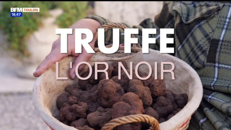 Le Var & Vous, du champ à l'assiette : truffe, l'or noir