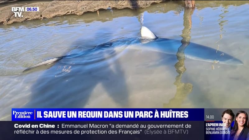 Un ostréiculteur sauve un requin bleu de plus de deux mètres dans le bassin d'Arcachon