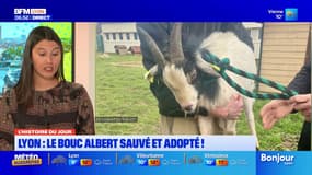 Lyon: le bouc Albert sauvé et adopté