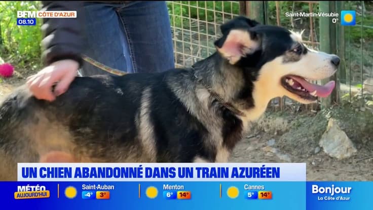 Un chien abandonné dans un train entre Cannes et Grasse