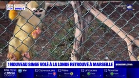 Singes volés à Londe-les-Maures: un nouveau primate retrouvé à Marseille