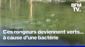 En Argentine, ces rongeurs deviennent verts à cause d’une bactérie