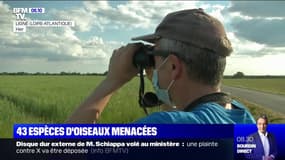 En France, 43 espèces d'oiseaux sont sur le déclin