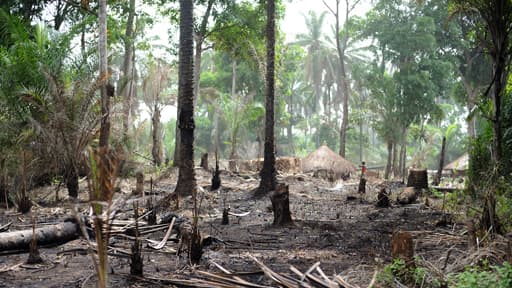 Des huttes de déplacés Zande dans une forêt du Congo.