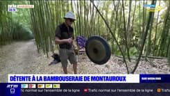 Passions Provence : Détente à la bambouseraie de Montauroux.