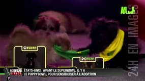 Etats-Unis: avant le SuperBowl, voici le PuppyBowl
