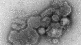 Photo du virus H7N9