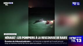 Hérault: les pompiers secourent deux raies sur la plage de Vias