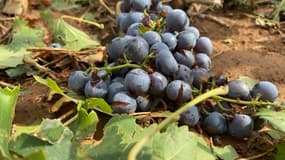 Les conséquences de la grêle sont désastreuses dans le Var à quelques jours du début des vendanges.