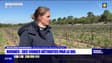 Rognes: les vignes d'une viticultrice détruites par le récent épisode de gel