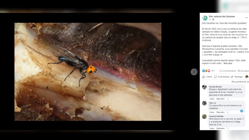 Pyrénées: une mouche à tête orange réapparaît plus de 100 ans après sa présumée extinction