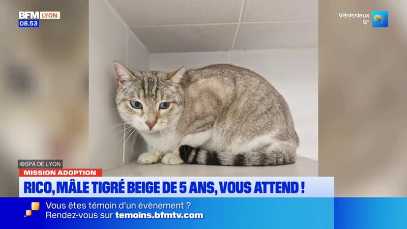 Mission adoption : Rico, mâle tigré beige de 5 ans, vous attend au refuge de Brignais