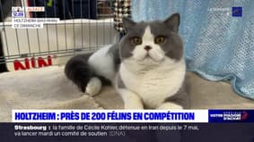 Bas-Rhin: 200 chats ont été présentés à un concours de beauté