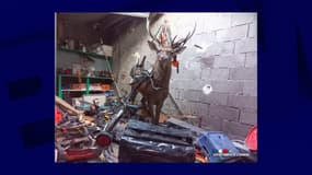 Un cerf est tombé dans un garage en Dordogne le 2 octobre 2023