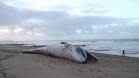 Une nouvelle baleine de plus de 16 mètres retrouvée morte sur une plage en Vendée