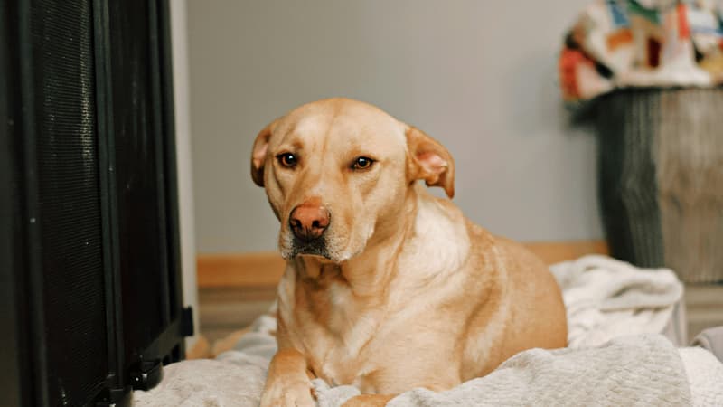 Croquettes pour chien : quelle marque et lesquelles choisir ?