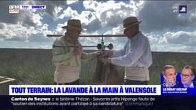 Tout terrain : la coupe de la lavande à la main à Valensole 