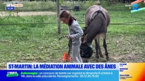Saint-Martin: la médiation animale avec des ânes