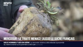 Accord Mercosur: les producteurs locaux de sucre français s'inquiètent