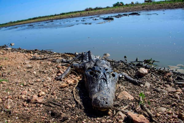 Un crocodile mort est vu alors que des feux de forêt font rage dans la zone humide du Pantanal à Porto Jofre, dans l'État du Mato Grosso, au Brésil, le 11 novembre 2023.