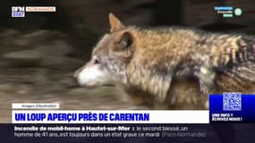 Manche: un loup aperçu près de Carentan