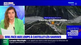 Alpes-de-Haute-Provence: un élu face à des loups à Castellet-les-sausses, "une première" depuis leur retour