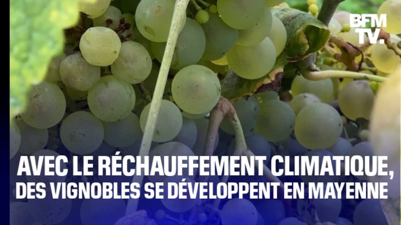 TANGUY DE BFM - Avec le réchauffement climatique, des agriculteurs cultivent des vignes... en Mayenne